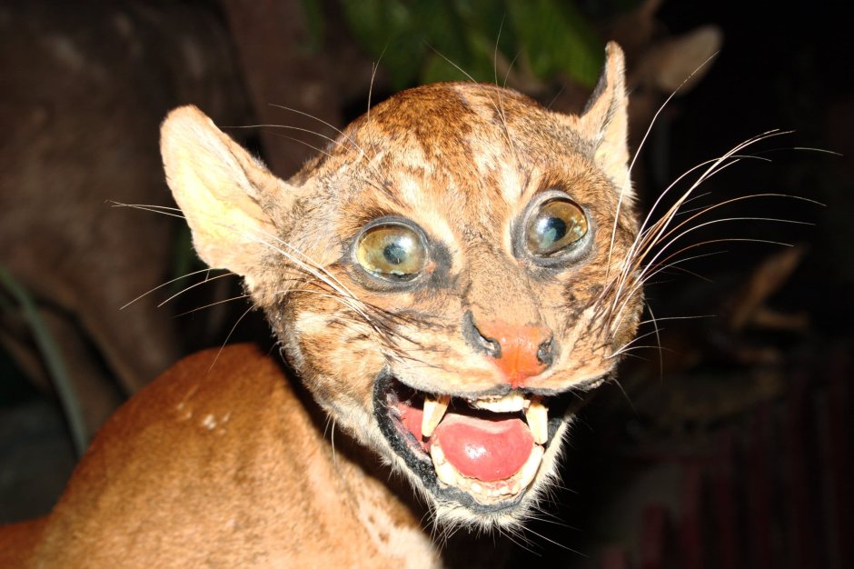 Калимантанская кошка (Catopuma Badia)