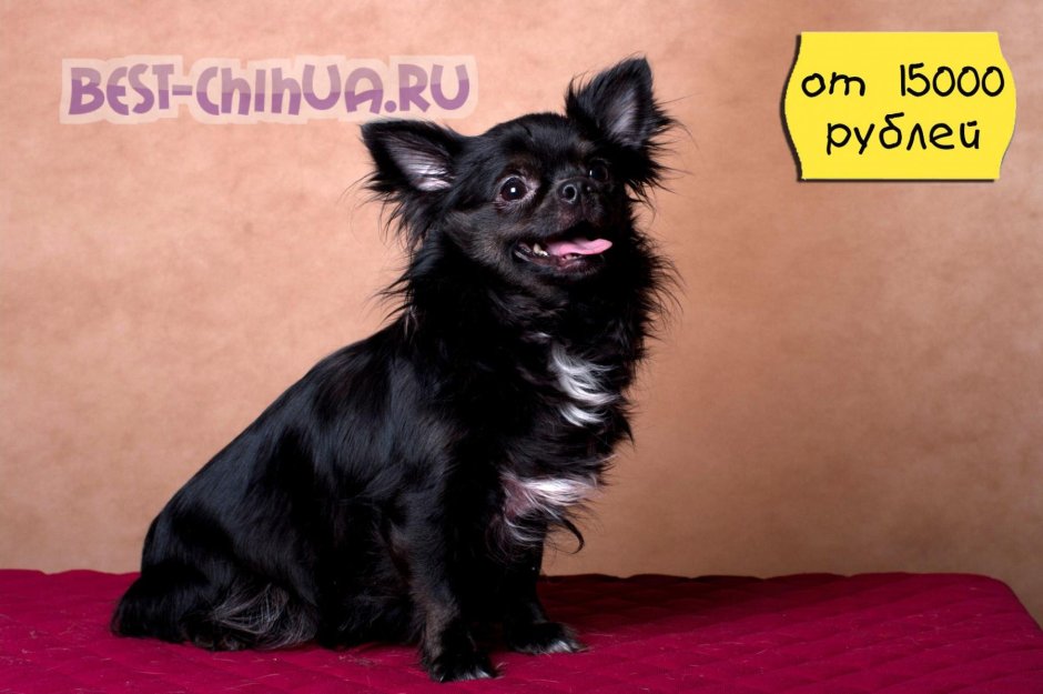 Чихуахуа длинношерстный черный