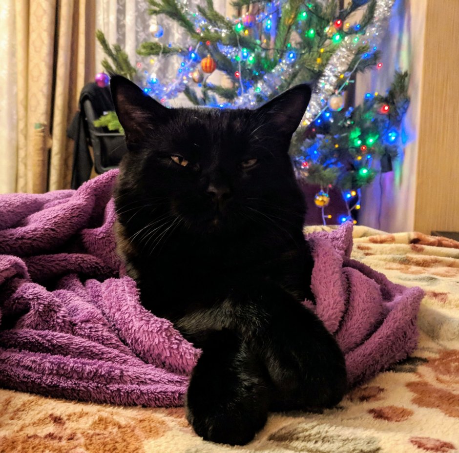 Новогодний черный кот