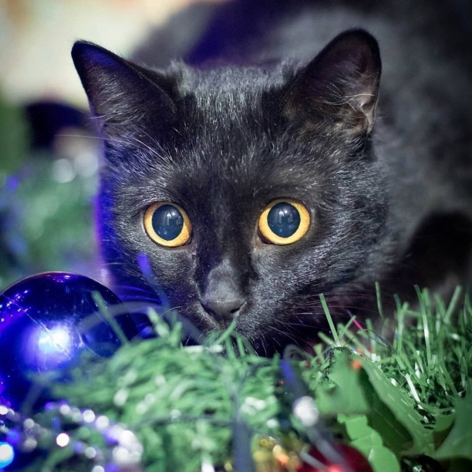 Фиолетовые новогодние коты