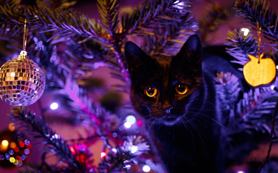 Новогодний кот