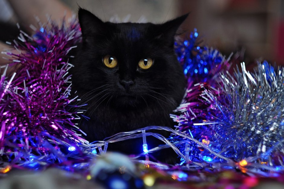Новогодний кот