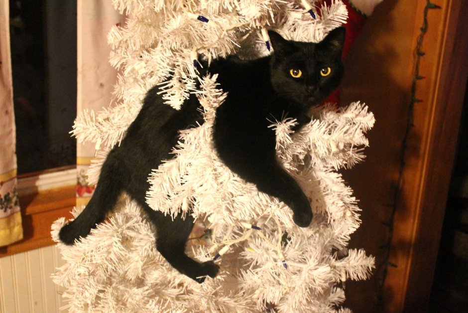 Новогодний черный кот