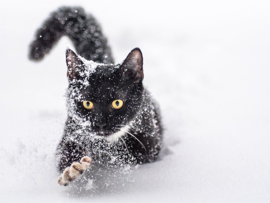 Кошка в снегу