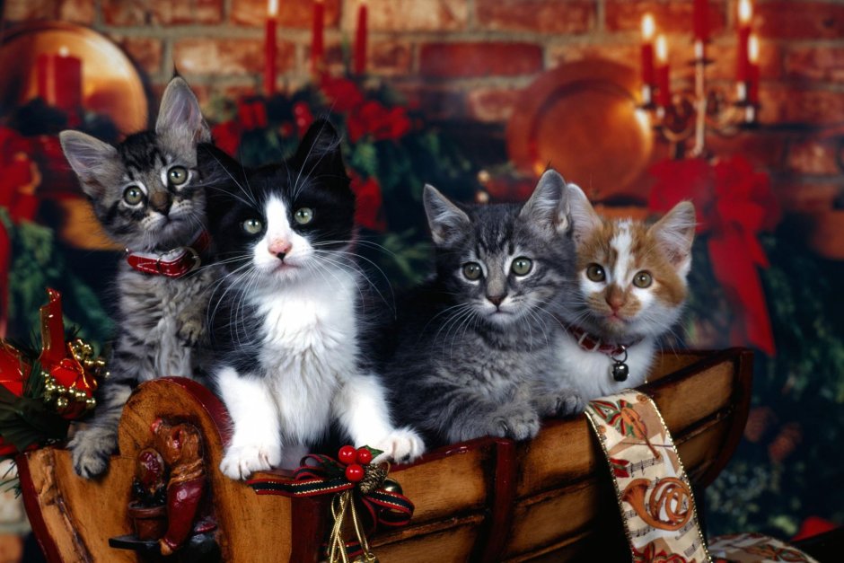Новогодние котята