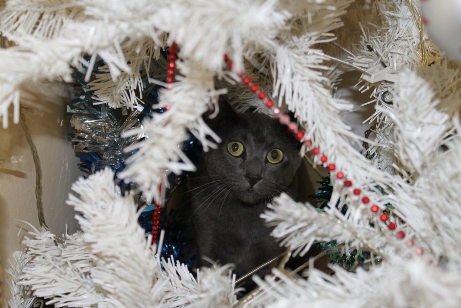 Котик под елкой