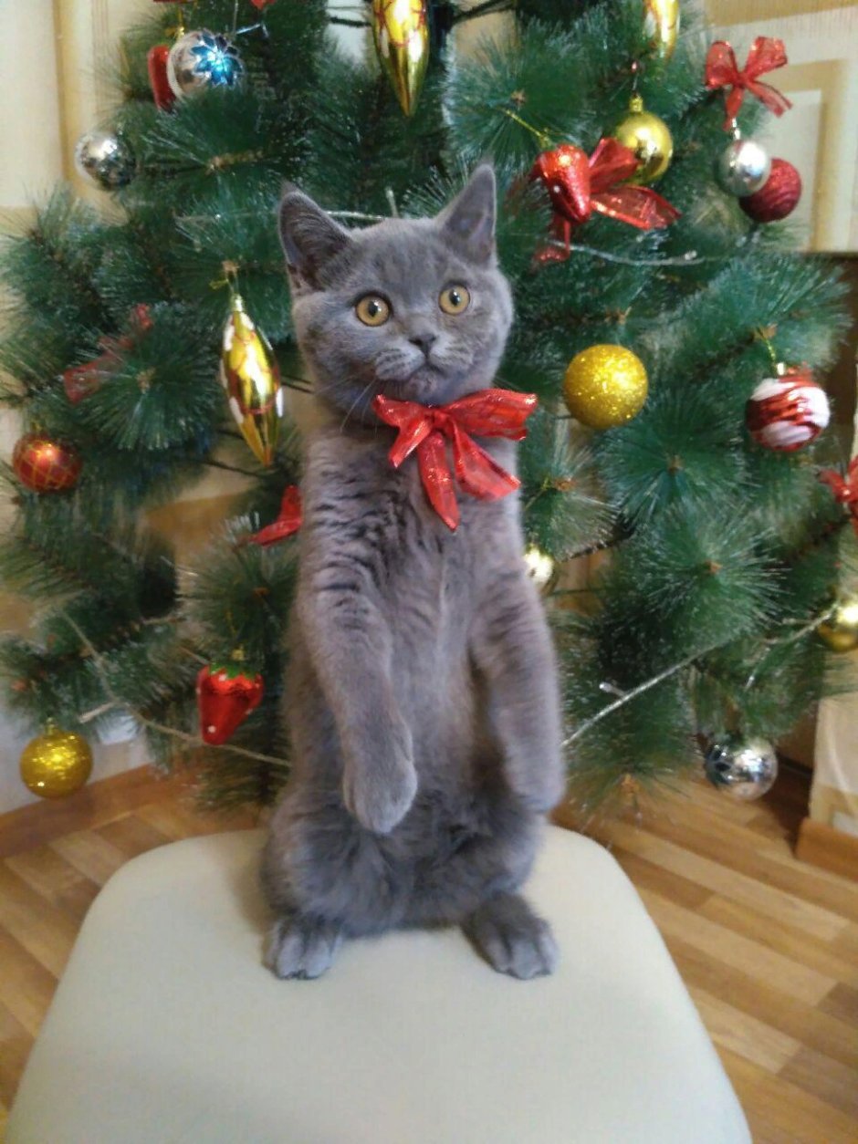 Коты и елки
