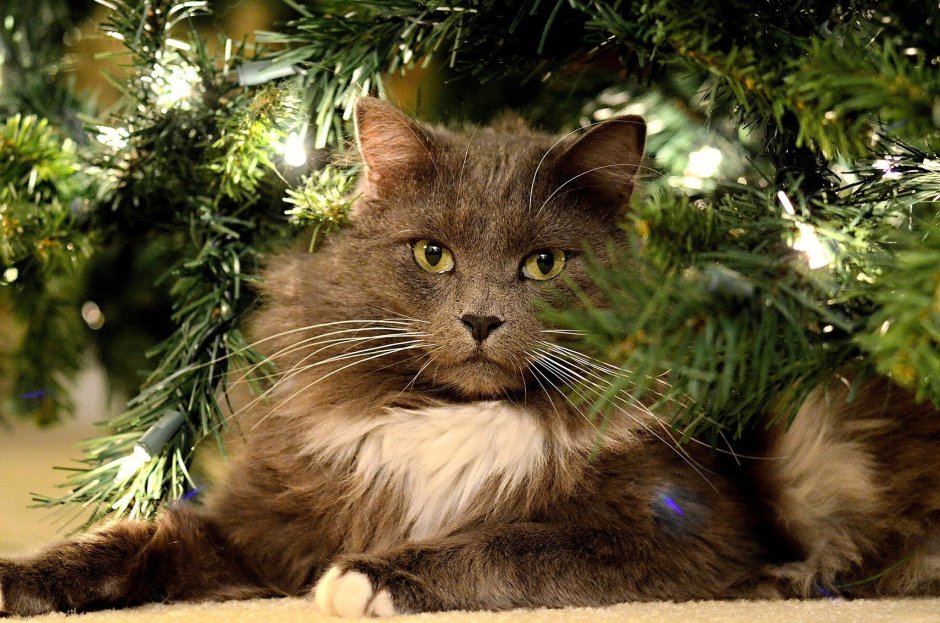 Новогодний котик