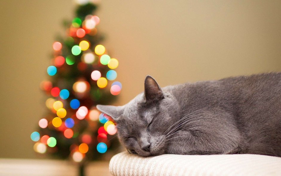 Новогодние коты