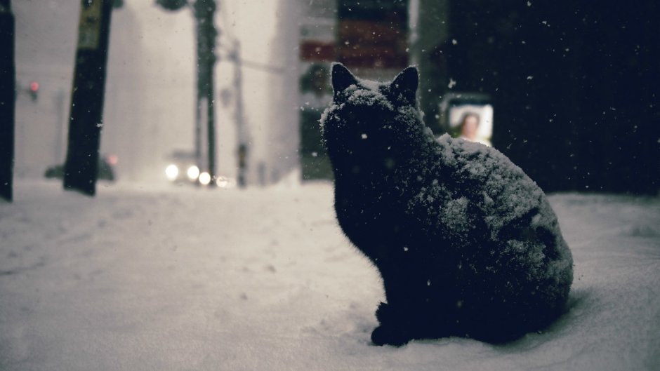 Кот в снегу