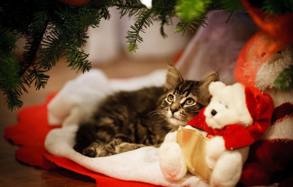 Новогодний кот