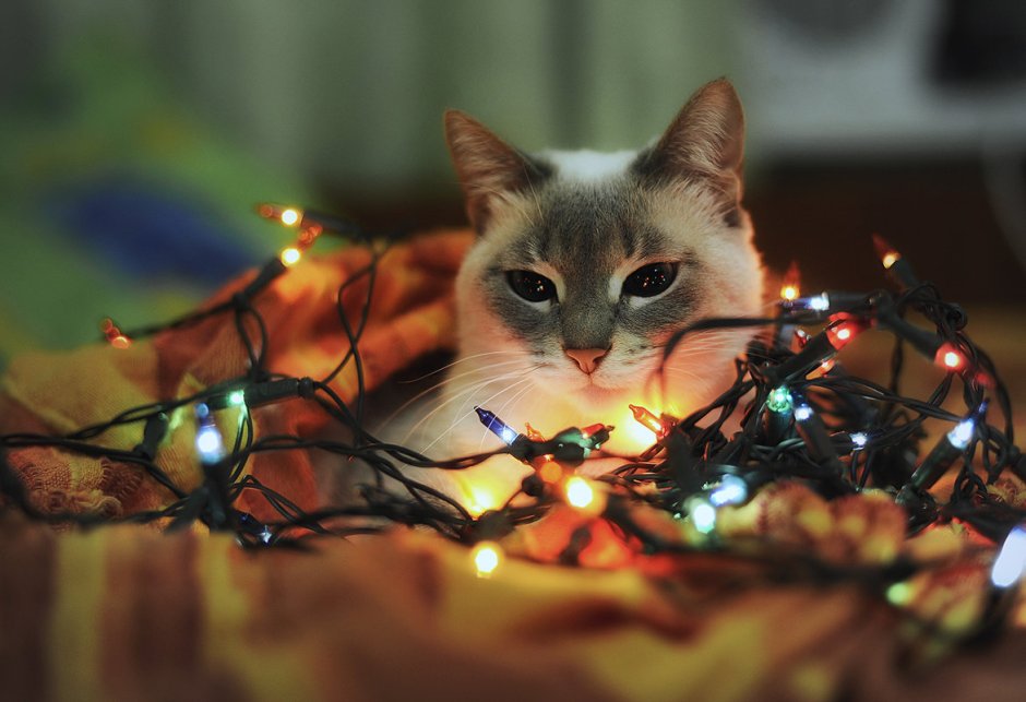 Новогодний котик