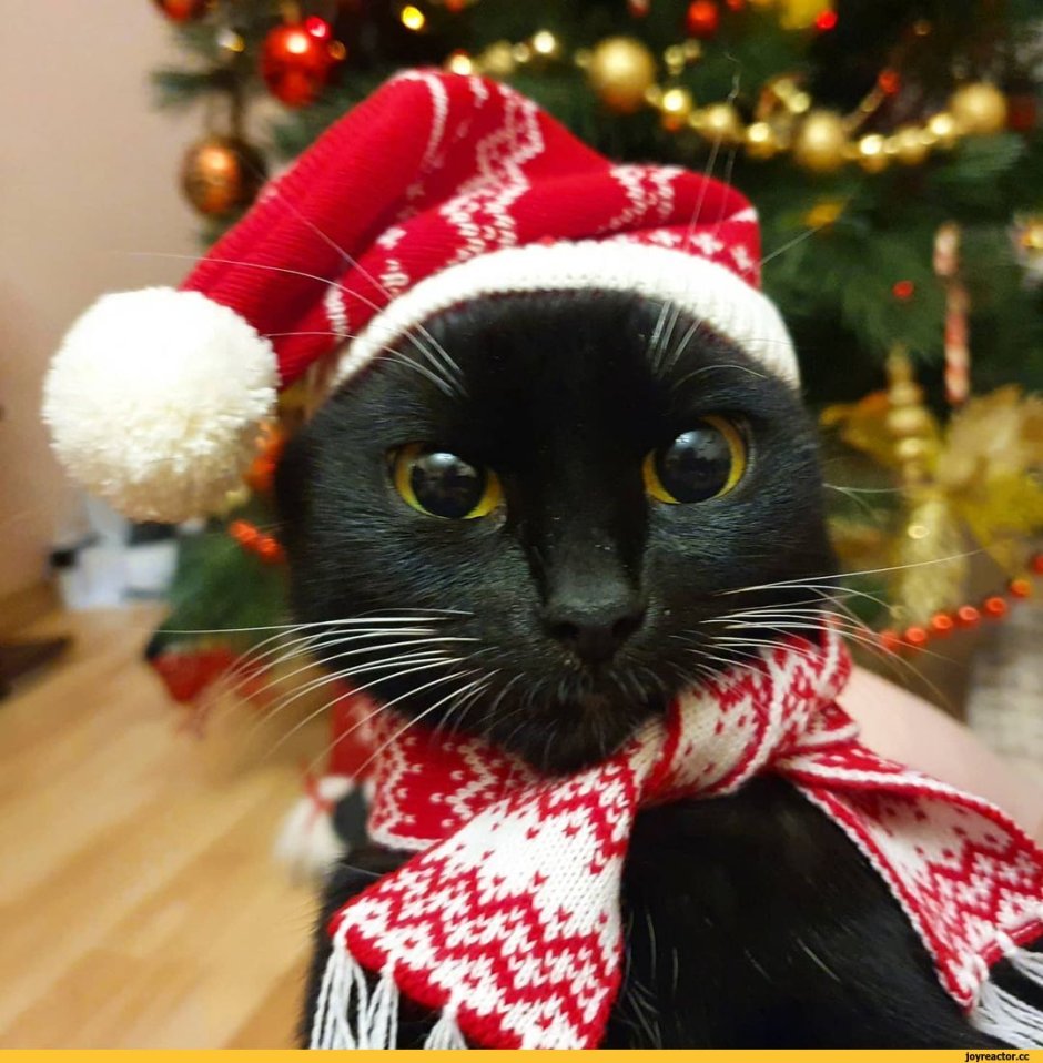 Новогодний кот