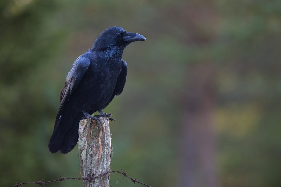 Raven фото