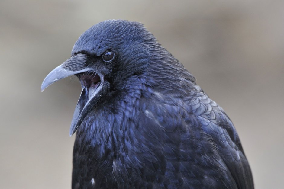 Raven Bird screaming