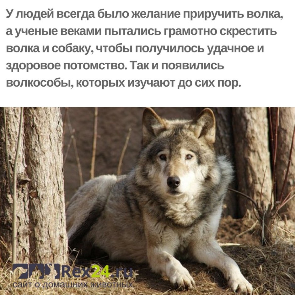 Волкособ гибрид волка