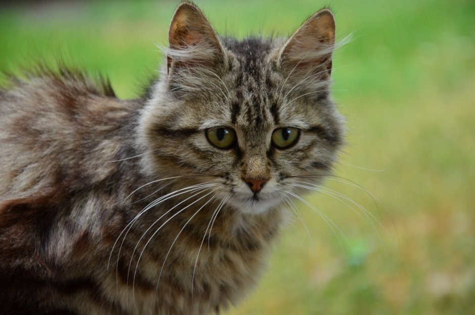 Сибирская Лесная кошка короткошерстная