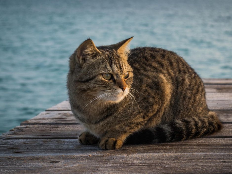 Кот сидит
