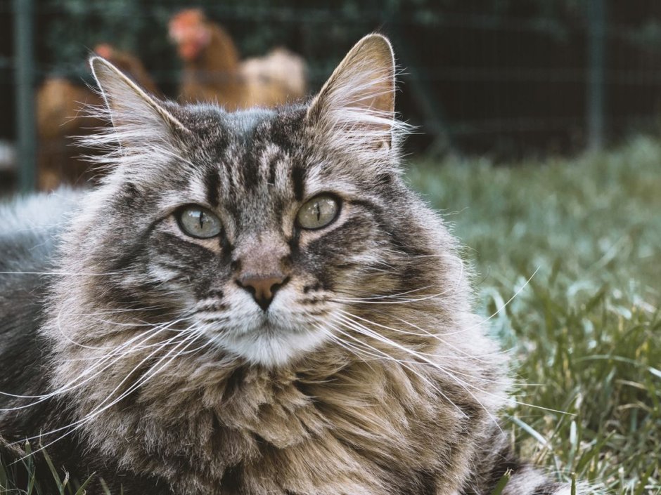 Норвежская Лесная кошка короткошерстная