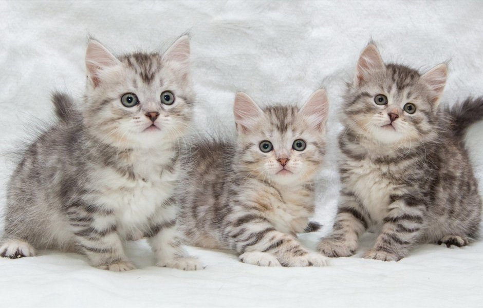 Сибирская кошка котята