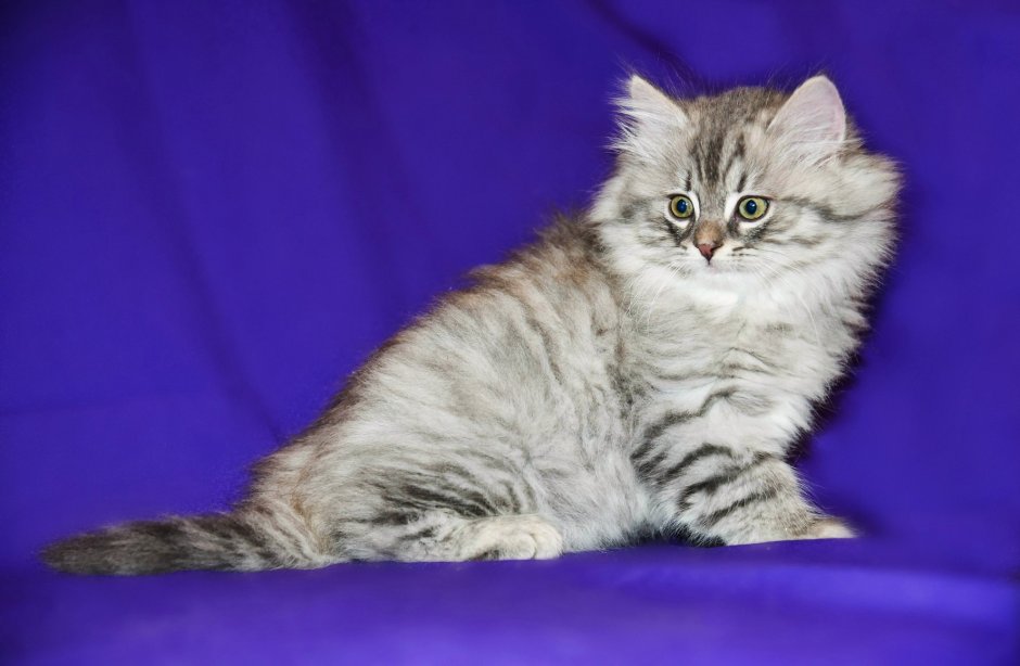 Сибирская кошка табби