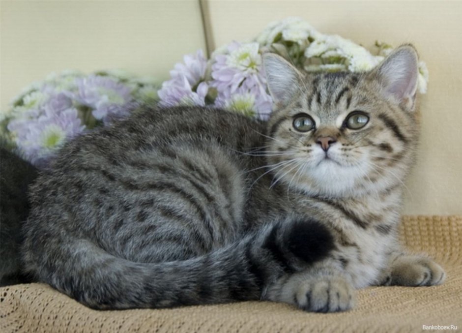Британский кот полосатый шиншилла
