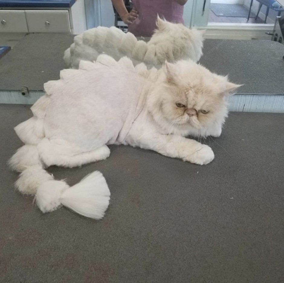 Стрижка персидских кошек