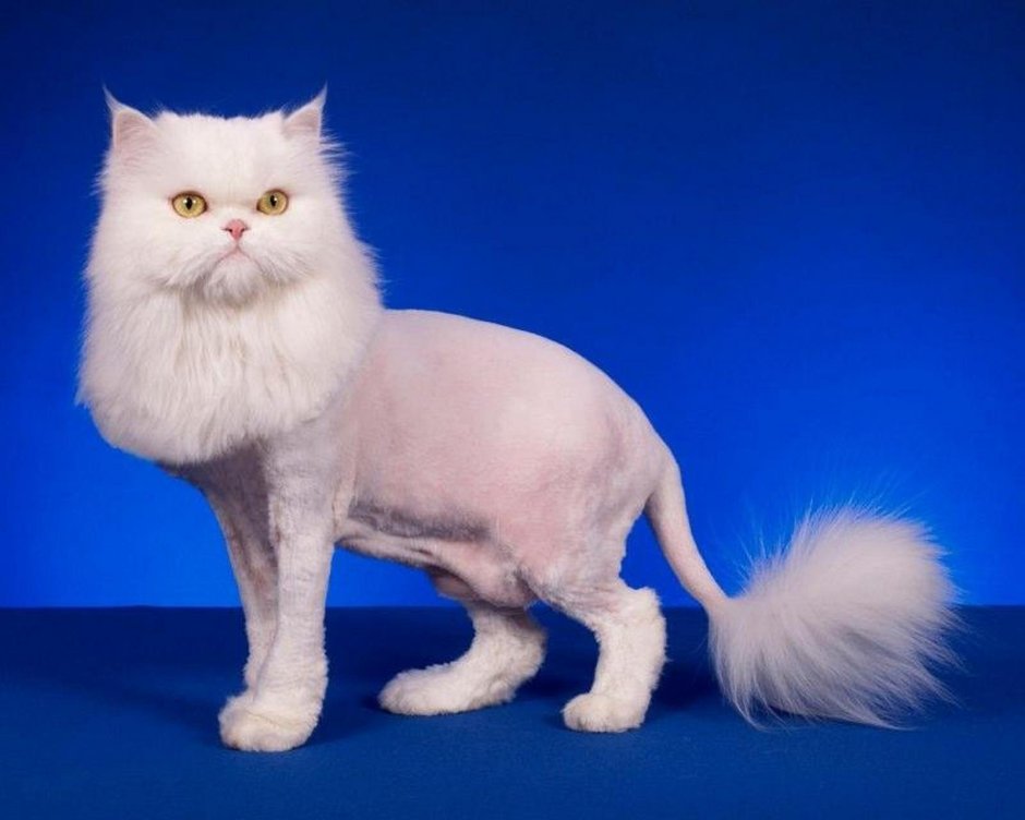 Грумер стрижка кота