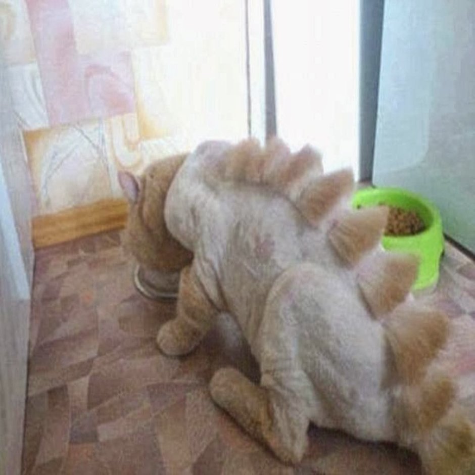 Стрижка Мейн куна под дракона