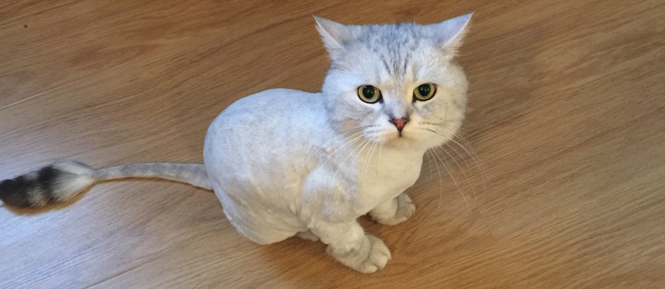 Стрижка скоттиш страйт