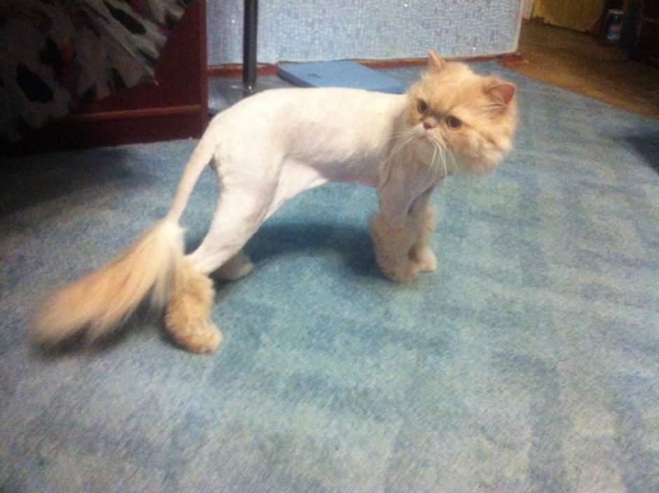 Сибирский кот стрижка подо Льва