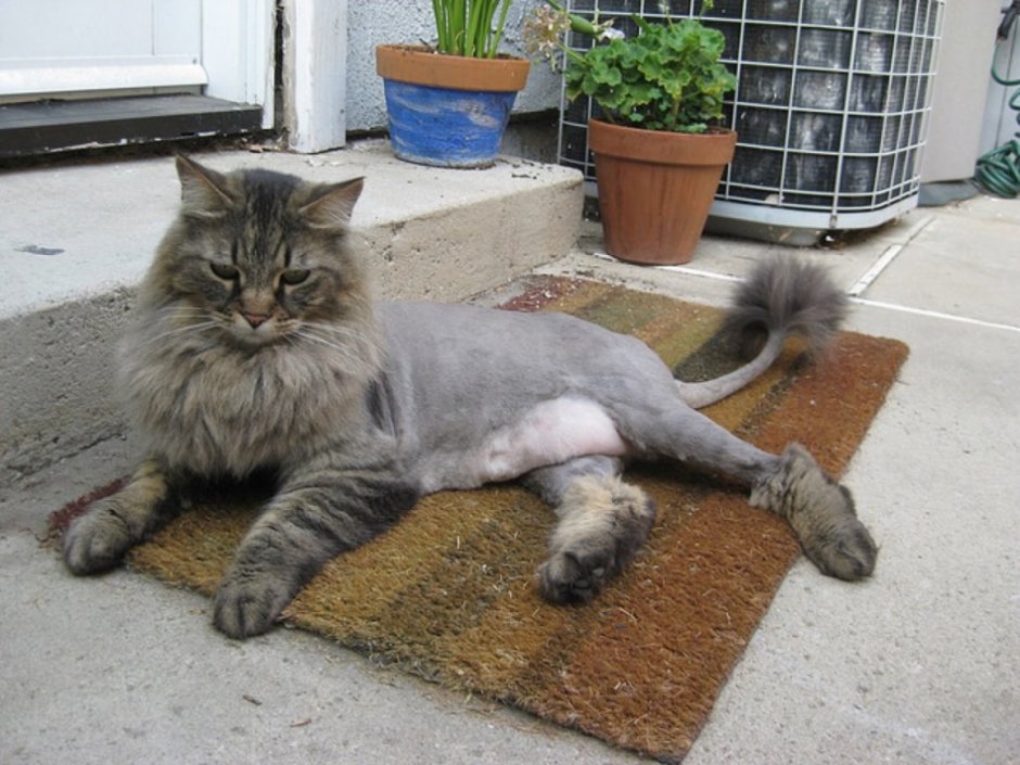 Стриженный Сибирский кот