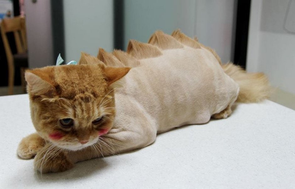 Стрижка кота дракончик