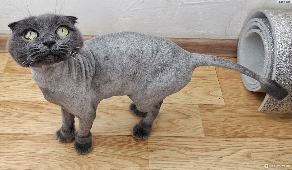 Стрижка шотландских кошек вислоухих