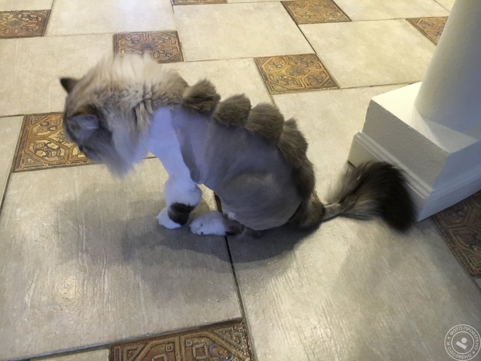 Ножницы для стрижки кошек