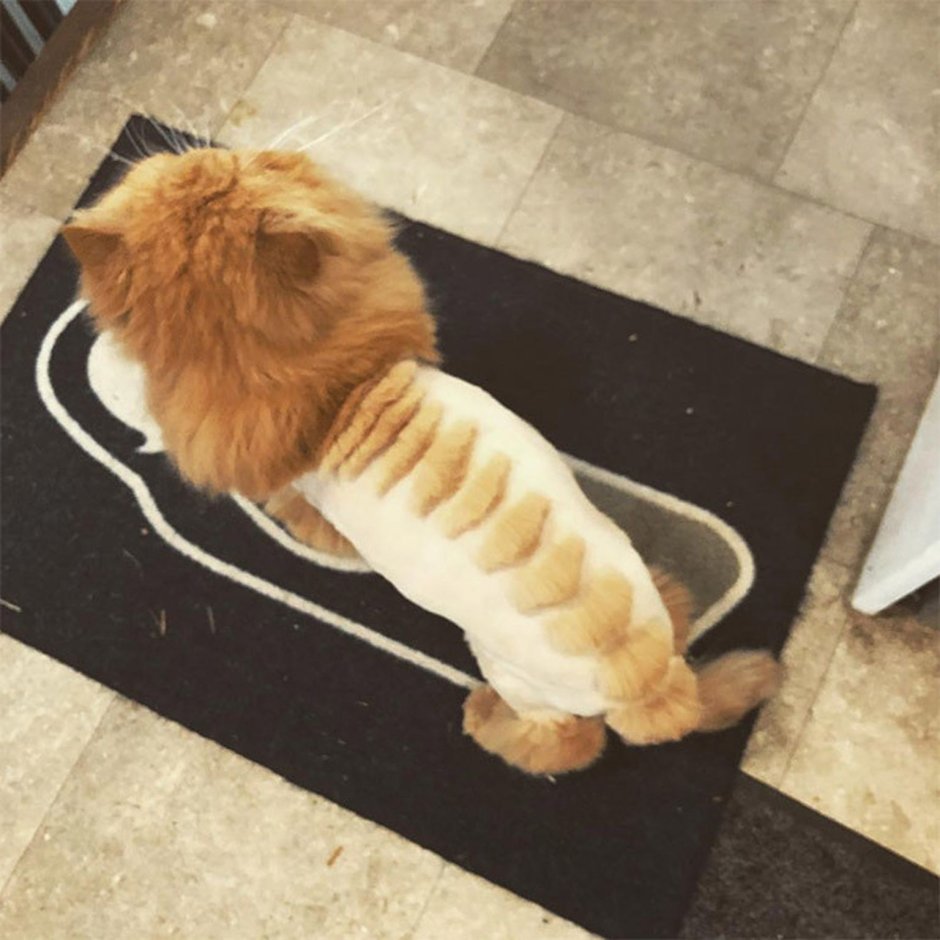 Стрижка кота