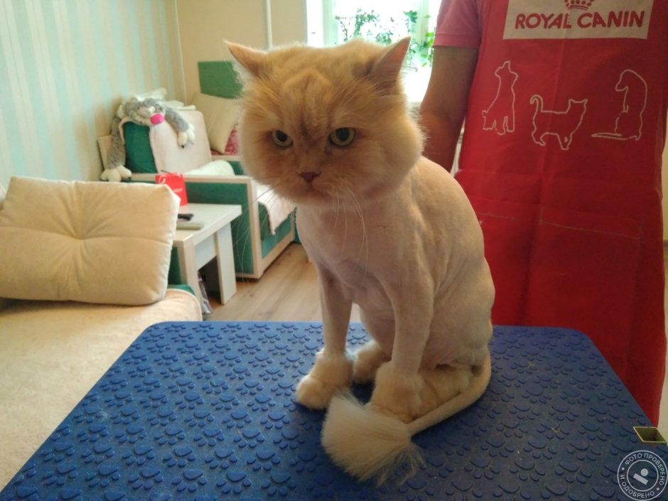 Стрижка котов в Талнахе