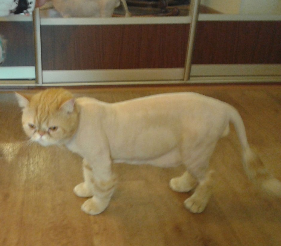 Стрижка кота под тигра