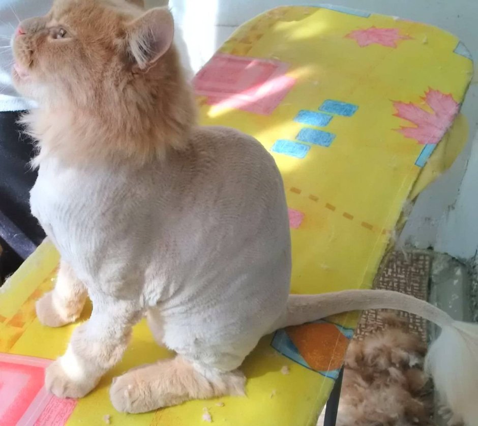 Стрижка кота под Льва