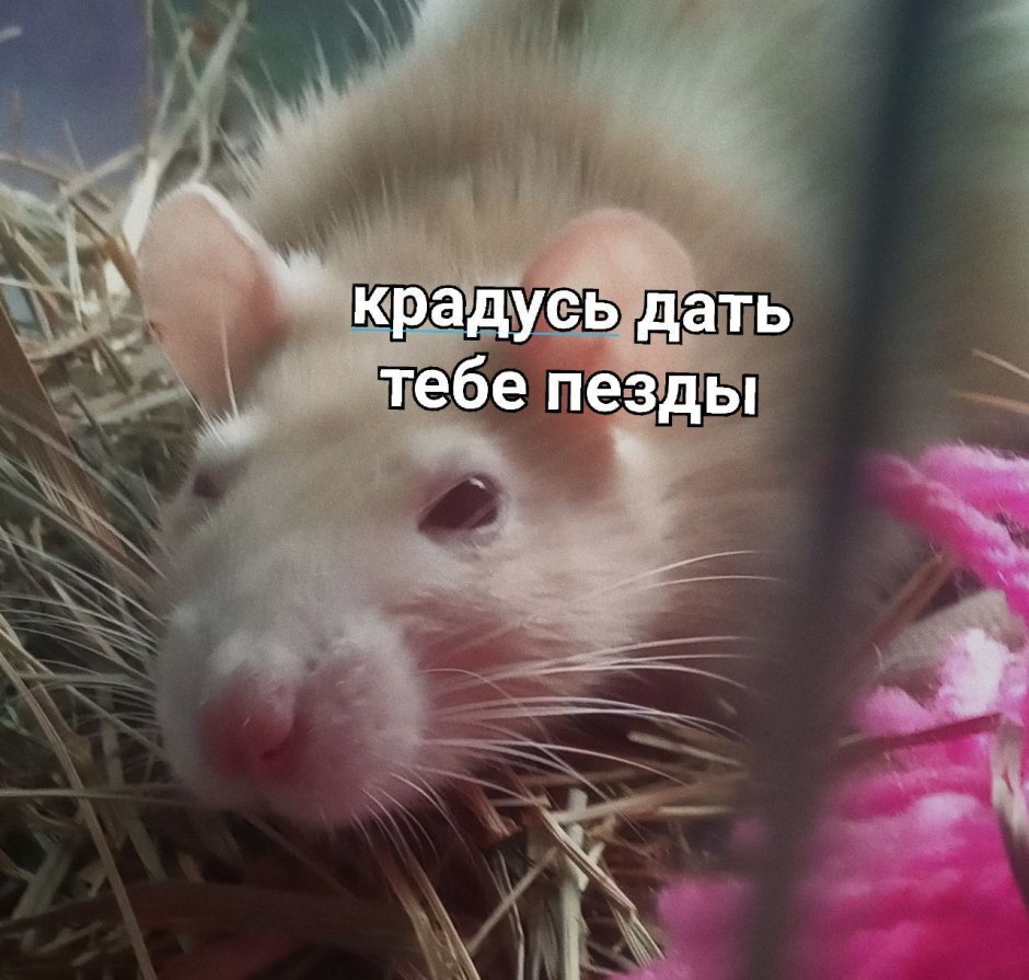 Крыса милый арт