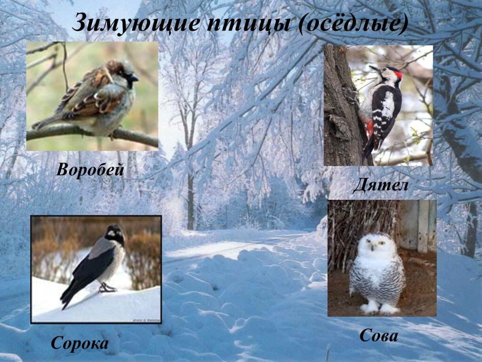 Оседлые зимующие птицы