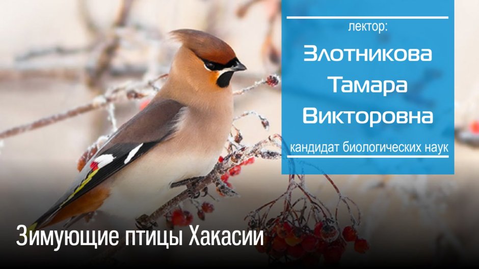 Сорокопутовый свиристель
