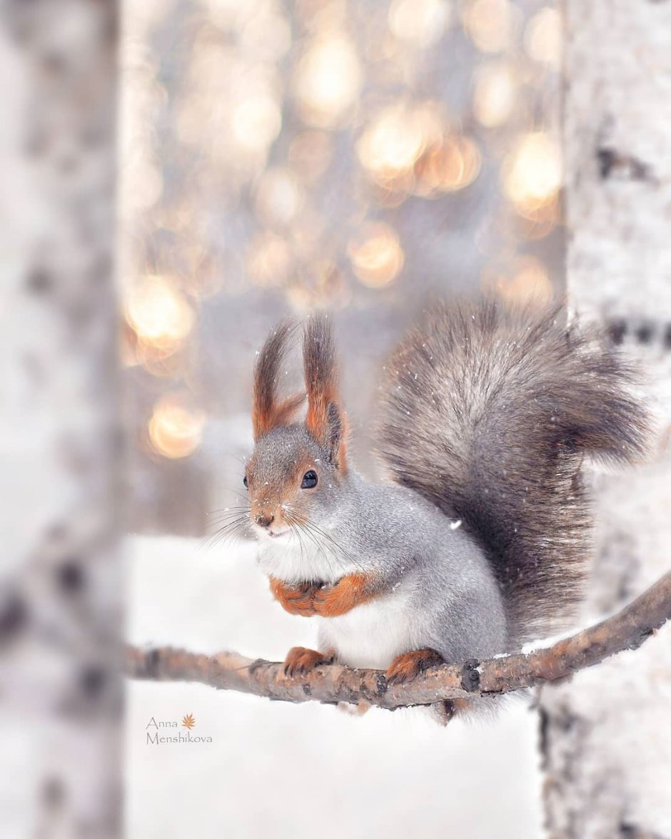 Зимние животные