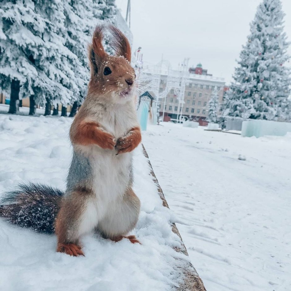 Животные и птицы зимой