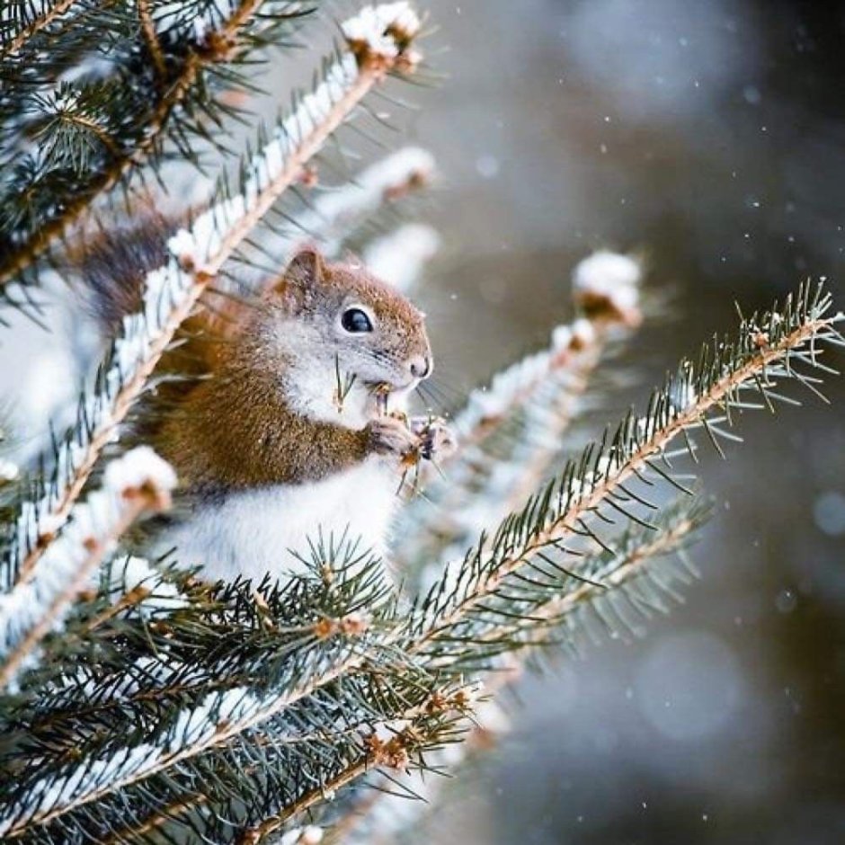 Животные в зимнем лесу