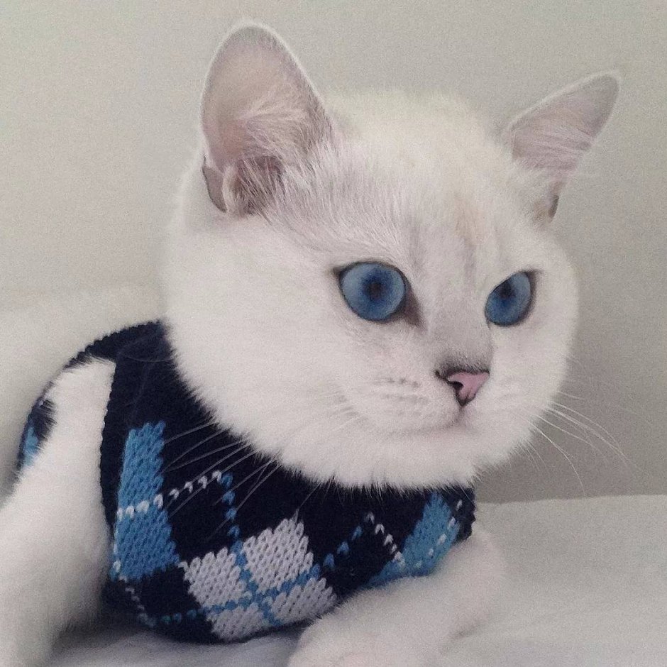 Британский кот Коби