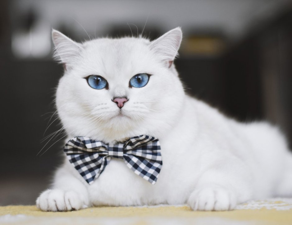 Коби кот