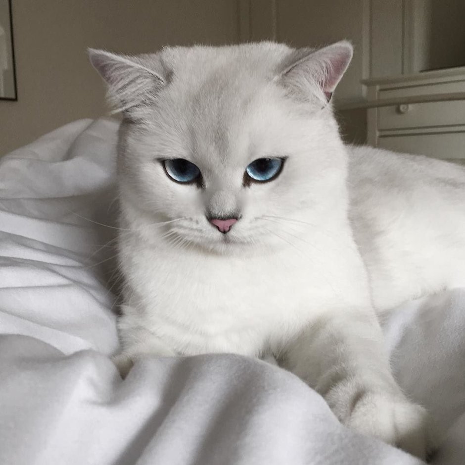 Микаэла и кошка
