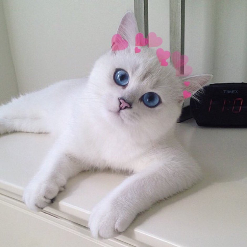 Британская шиншилла Коби кошка