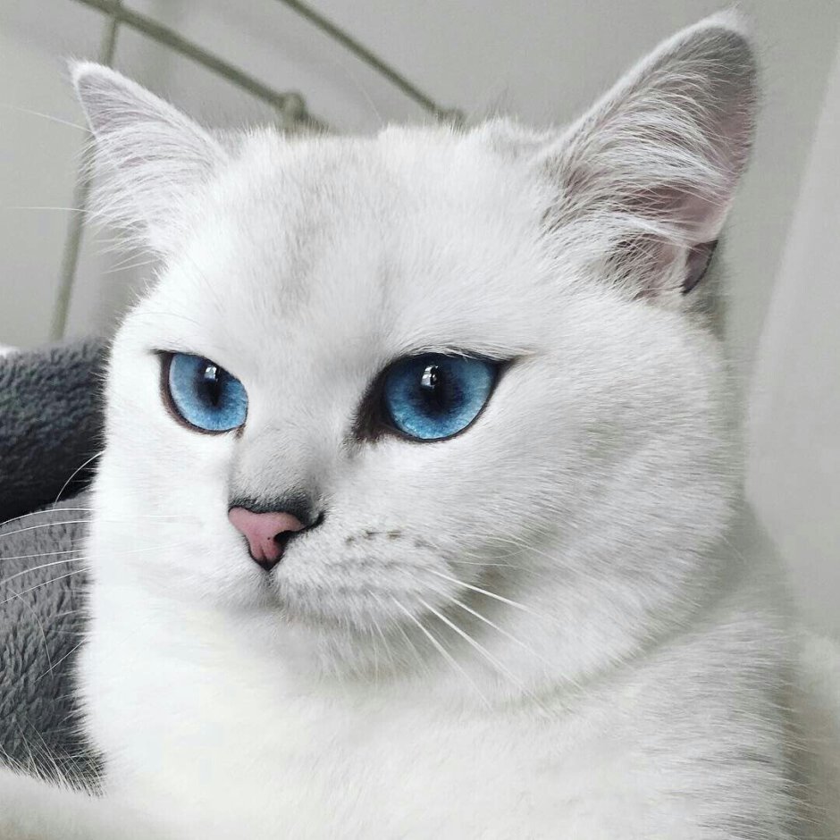 Британский короткошёрстный кот Коби